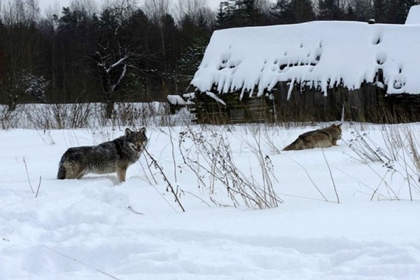 Волки выходят к домам и убивают собак. Проблему появления диких животных в населённых пунктах решают в областном Минприроды