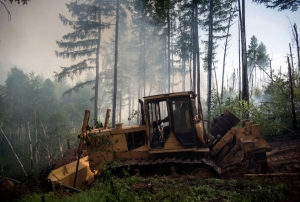 В Ленском районе вынесен приговор по уголовному делу о повреждении лесных насаждений