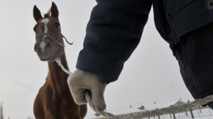 Житель г. Новодвинска осужден за кражу лошадей в Холмогорском районе