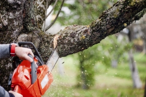 Онежская межрайонная прокуратура  через суд  обязала органы местного самоуправления организовать спил деревьев, представляющих опасность для населения