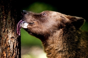 На окраине Архангельска хозяйничает медведь