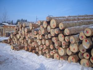 Архангельской межрайонной природоохранной прокуратурой выявлены нарушения при эксплуатации пунктов складирования древесины