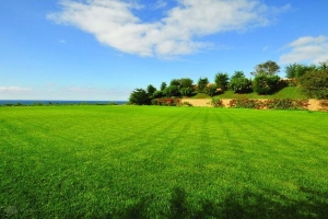 Свыше 2 млн рублей в счет возмещения ущерба, причиненного лесному фонду, взыскано судом по иску Онежского межрайонного прокурора