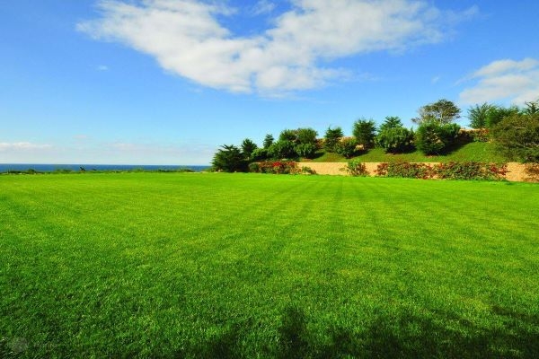 Свыше 2 млн рублей в счет возмещения ущерба, причиненного лесному фонду, взыскано судом по иску Онежского межрайонного прокурора