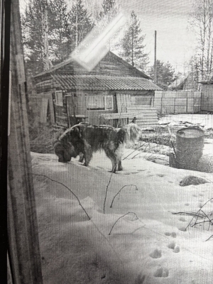 Приморской межрайонной прокуратурой приняты меры по судебной защите прав пенсионерки, подвергшейся нападению собаки