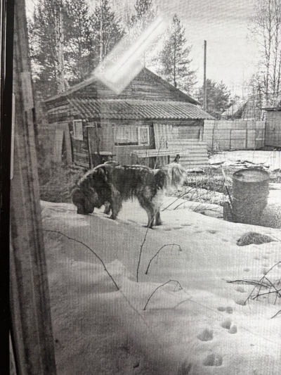 Приморской межрайонной прокуратурой приняты меры по судебной защите прав пенсионерки, подвергшейся нападению собаки