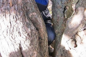 Происшествие на детской площадке: малыша, застрявшего между деревьев, пришлось вызволять спасателям