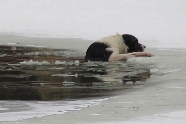 Собака провалилась в промоину на реке, ее вытащили спасатели (г. Северодвинск)