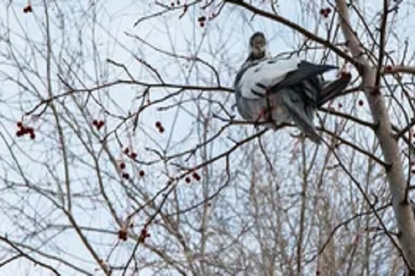 Северодвинские спасатели освободили голубя, привязанного к дереву