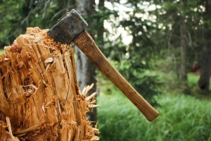 Житель Лешуконского района оштрафован за незаконную рубку леса