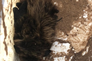 На юге области посреди зимы в погребе обнаружилась летучая мышь