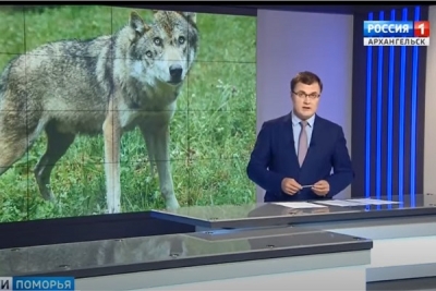 Жителей Поморья просят сообщать об обнаружении волков на номер телефона 112