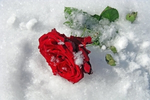 Сошедшая глыба снега погубила молодую девушку (Приморский район)