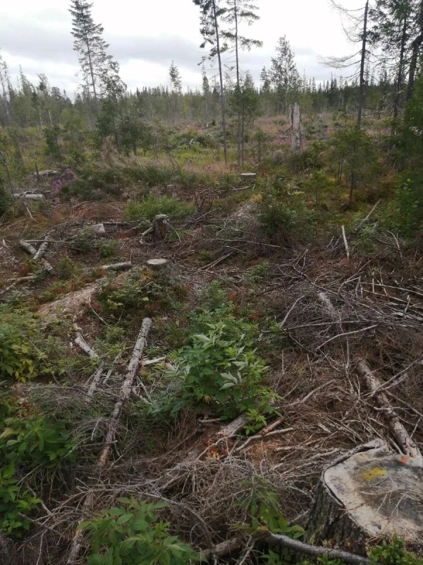 Вступил в законную силу приговор по делу о незаконной рубке леса в особо крупном размере в отношении жителя г. Вельска