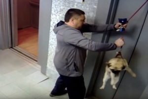 Несчастный случай в лифте: собака погибла от удушения (г. Архангельск)