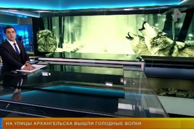 Голодные волки вышли на улицы Архангельска и нападают на собак
