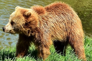 В Приморском районе замечен медведь