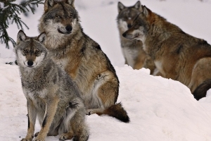 Жителей Поморья просят сообщать об обнаружении волков на номер телефона 112