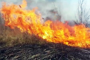 В Плесецком районе пожар на траве остановили на подступах к деревне