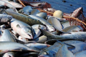 В Архангельской области в  суд направлено уголовное дело о  незаконном обороте рыбной продукции  в крупном размере