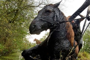 Катунинские пожарные вызволили лошадь из болота