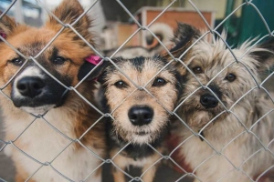 Архангельской межрайонной природоохранной прокуратурой выявлены нарушения при содержании безнадзорных животных в приюте «Добрый дом»