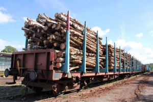 В Архангельской области  в суд направлено уголовное дело о контрабанде леса на 2 млн рублей